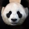 PandaWhisperer Avatar